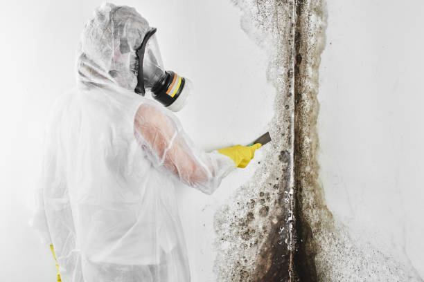 Best White Mold Remediation in Affton, MO