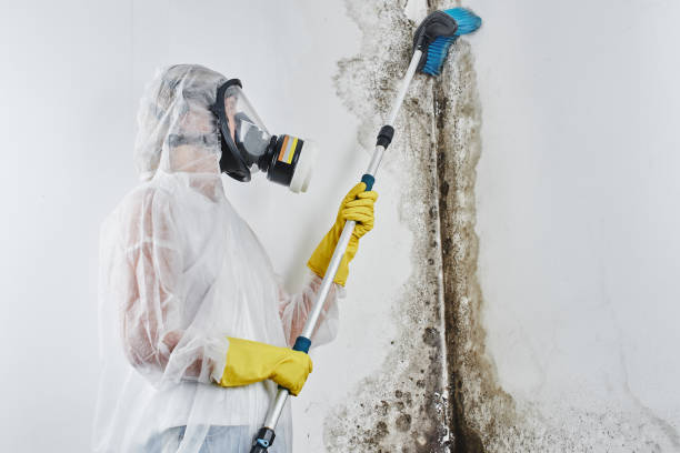 Best Mold Remediation for Specific Building Types in Affton, MO