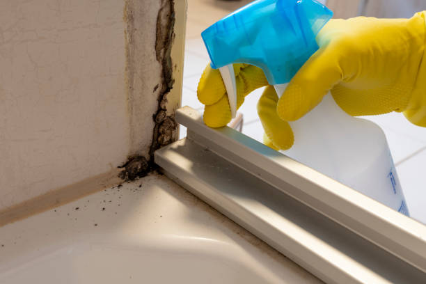 Best Bathroom Mold Remediation in Affton, MO