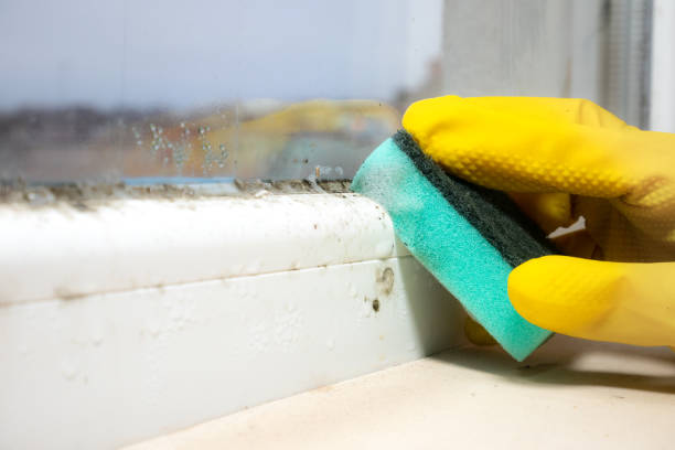 Best Commercial Mold Remediation in Affton, MO