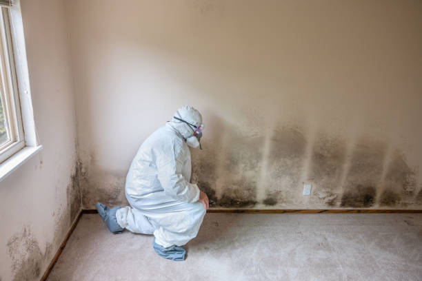 Affton, MO Mold Remediation Company