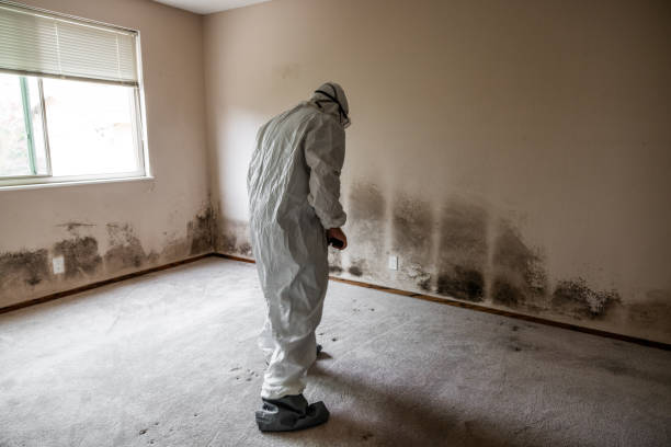 Best Basement Mold Remediation in Affton, MO