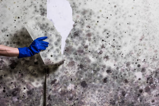 Best Industrial Mold Remediation in Affton, MO