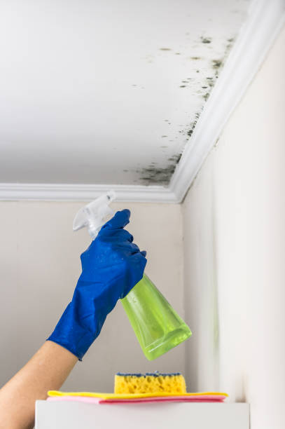 Professional Mold Remediation in Affton, MO