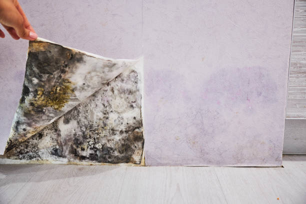Best Post-Flood Mold Remediation in Affton, MO